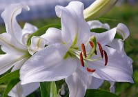 Прихожане Успенского храма вырастят лилии для акции «Цветы для Богородицы»